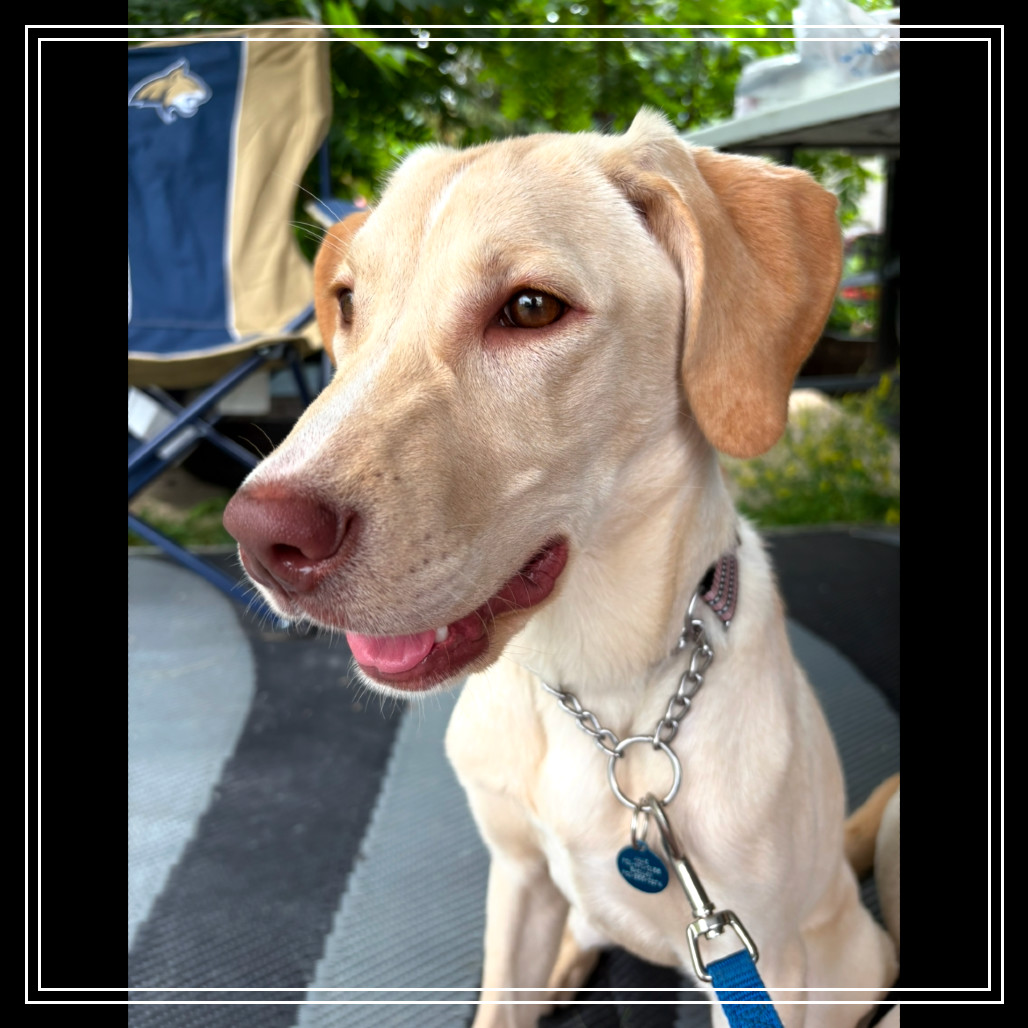 Sunny, an adoptable Yellow Labrador Retriever in Bismarck, ND, 58507 | Photo Image 3