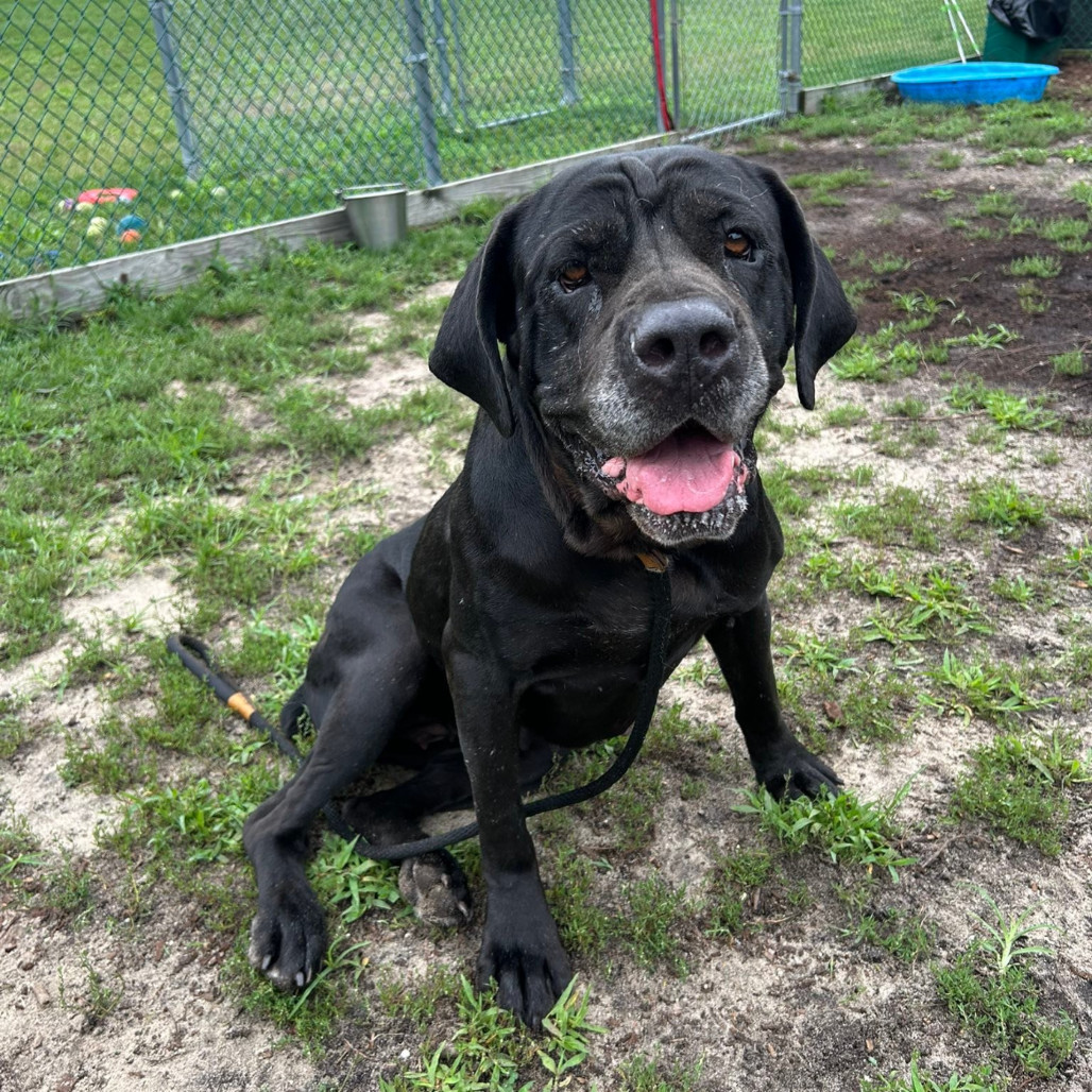 Diamond (In Foster)