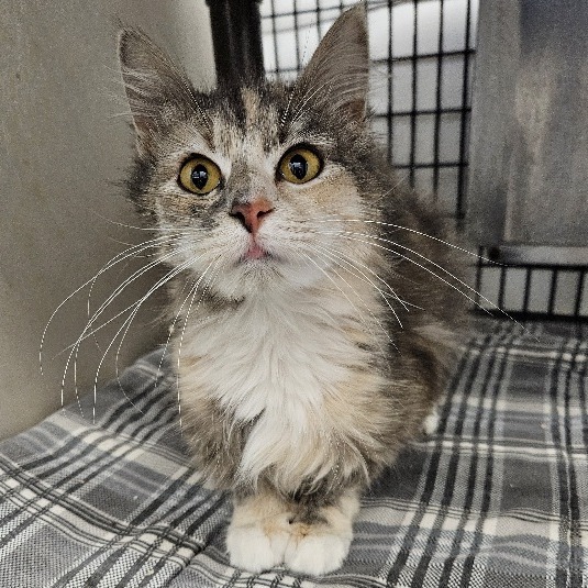 Victoria, an adoptable Domestic Long Hair in Kingman, KS, 67068 | Photo Image 1