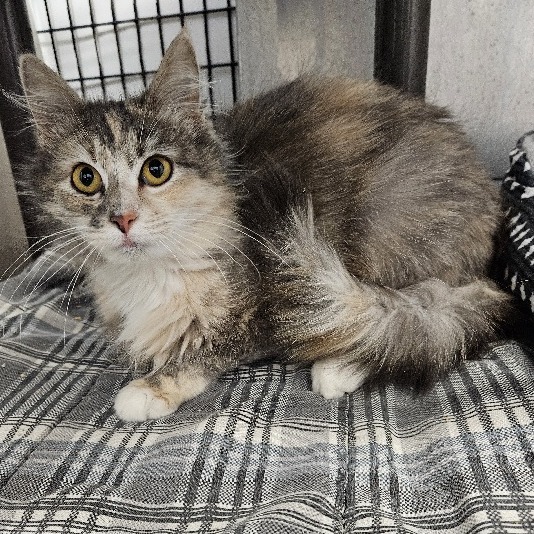 Victoria, an adoptable Domestic Long Hair in Kingman, KS, 67068 | Photo Image 2
