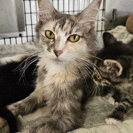 Victoria, an adoptable Domestic Long Hair in Kingman, KS, 67068 | Photo Image 3
