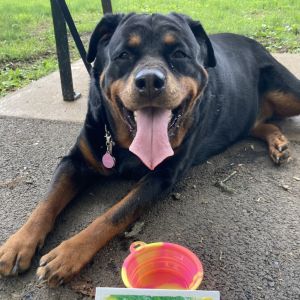 Ruby - IN FOSTER, Adult Female unknown