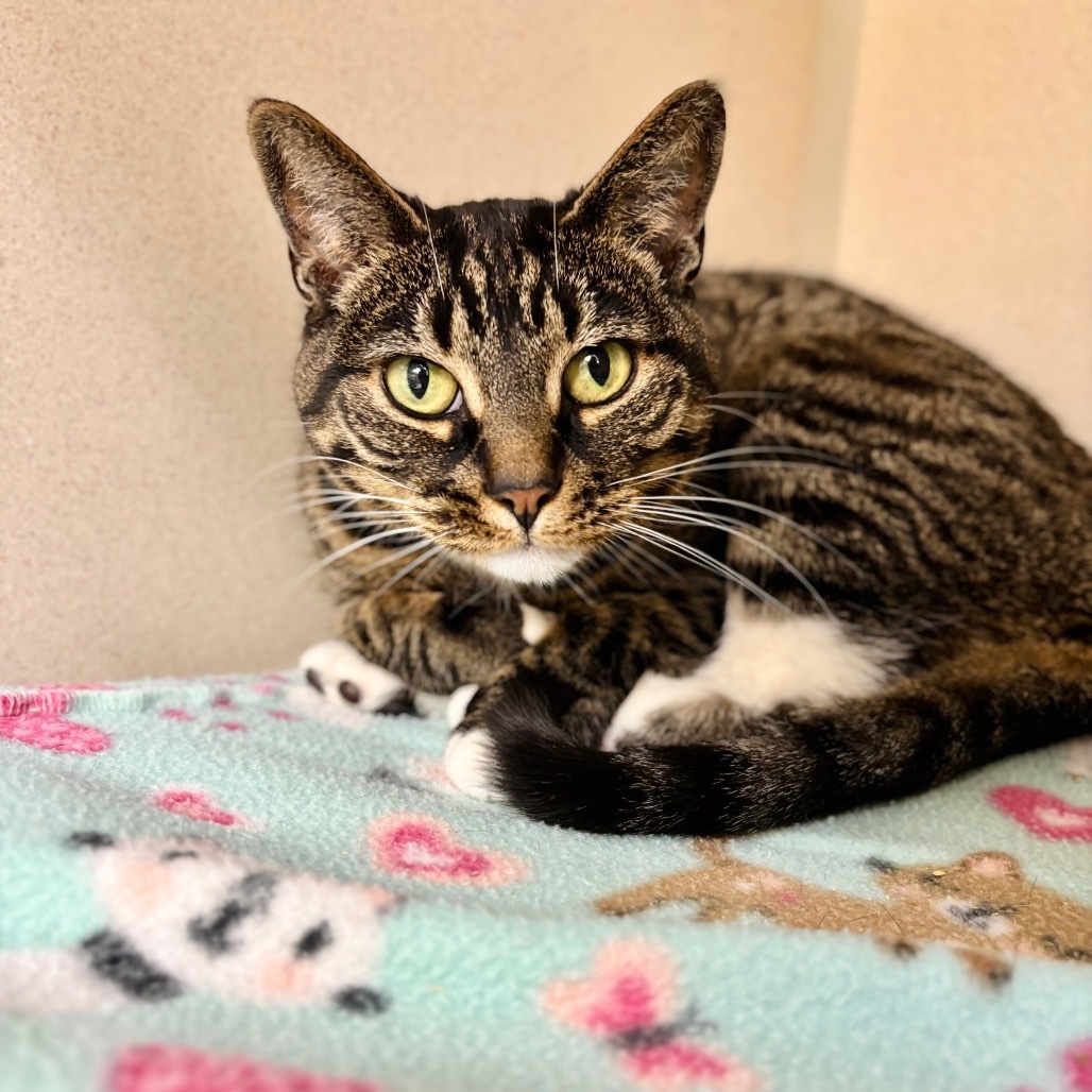 Precious, an adoptable Domestic Short Hair in Great Falls, MT, 59404 | Photo Image 1