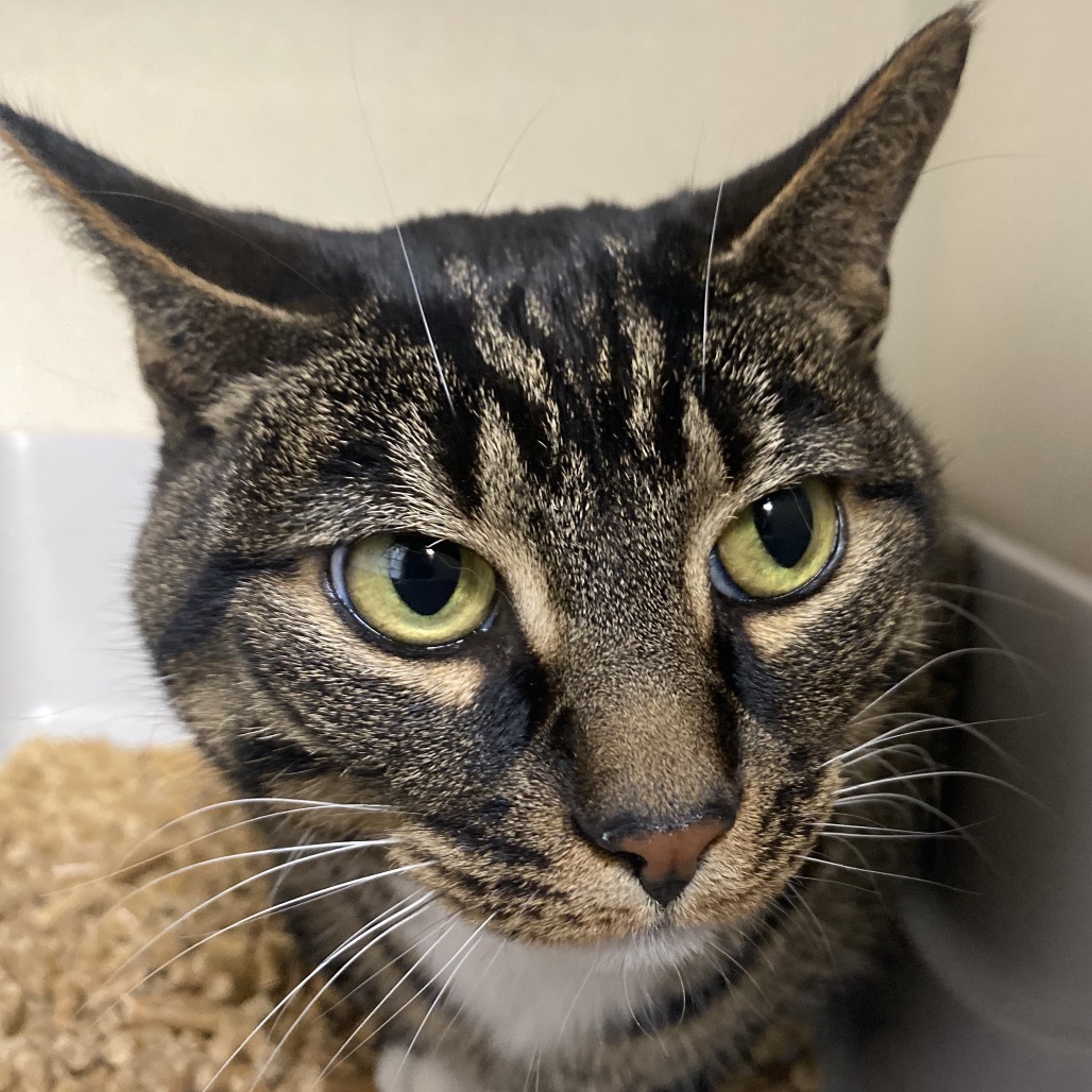 Precious, an adoptable Domestic Short Hair in Great Falls, MT, 59404 | Photo Image 2