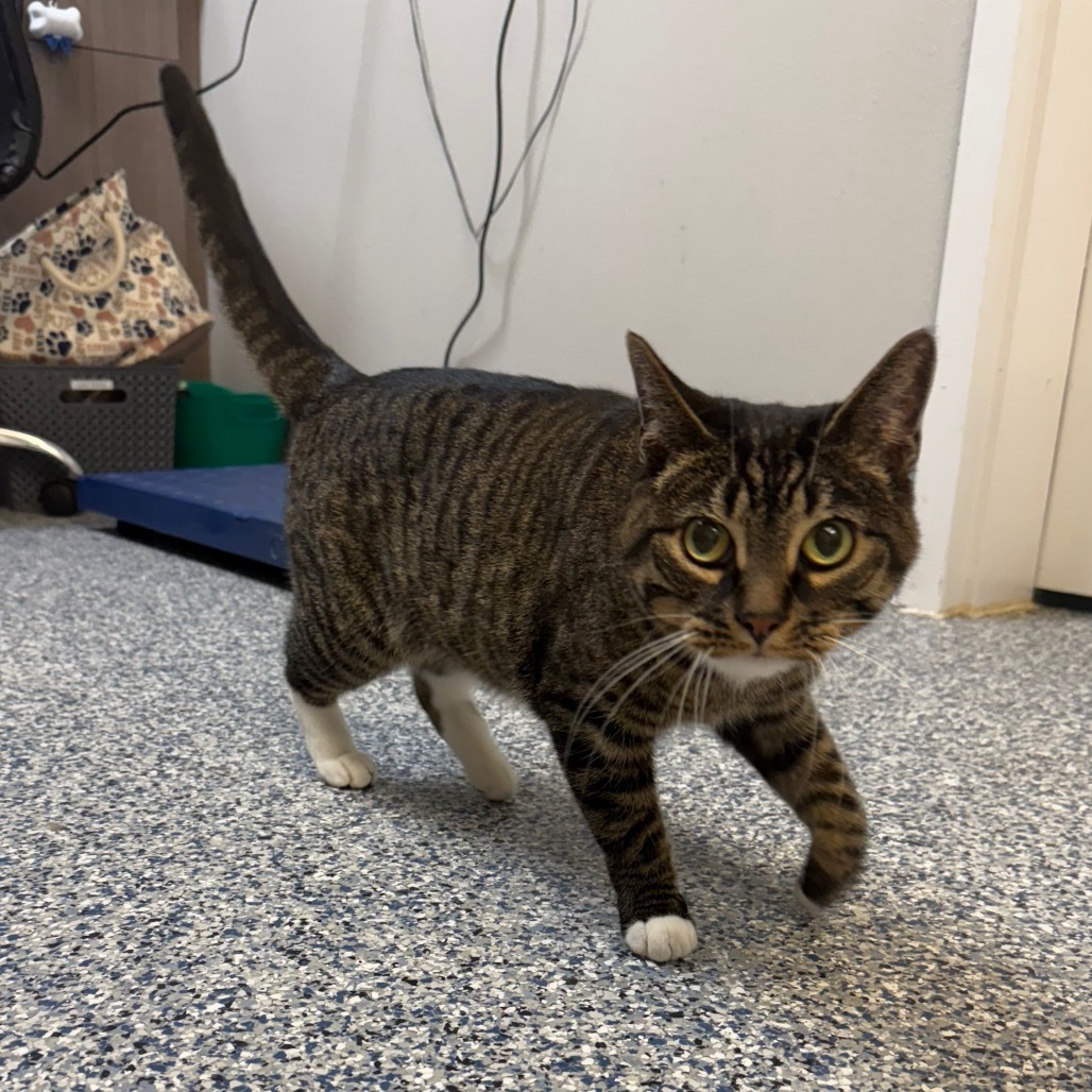 Precious, an adoptable Domestic Short Hair in Great Falls, MT, 59404 | Photo Image 3