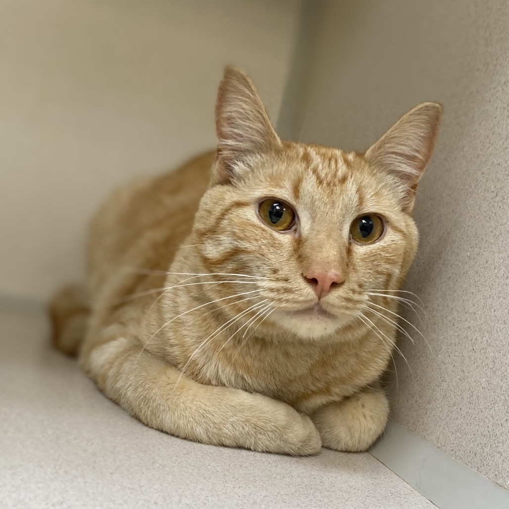 Theo, an adoptable Domestic Short Hair in Great Falls, MT, 59404 | Photo Image 1