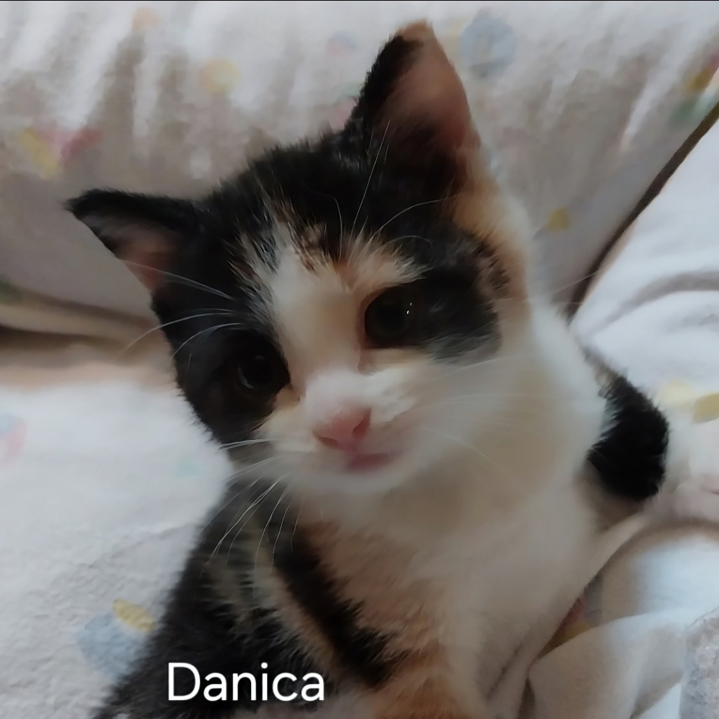 Danica