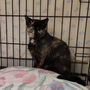Harper, Adult Female unknown