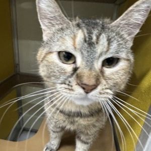 Dixie, Adult Female unknown