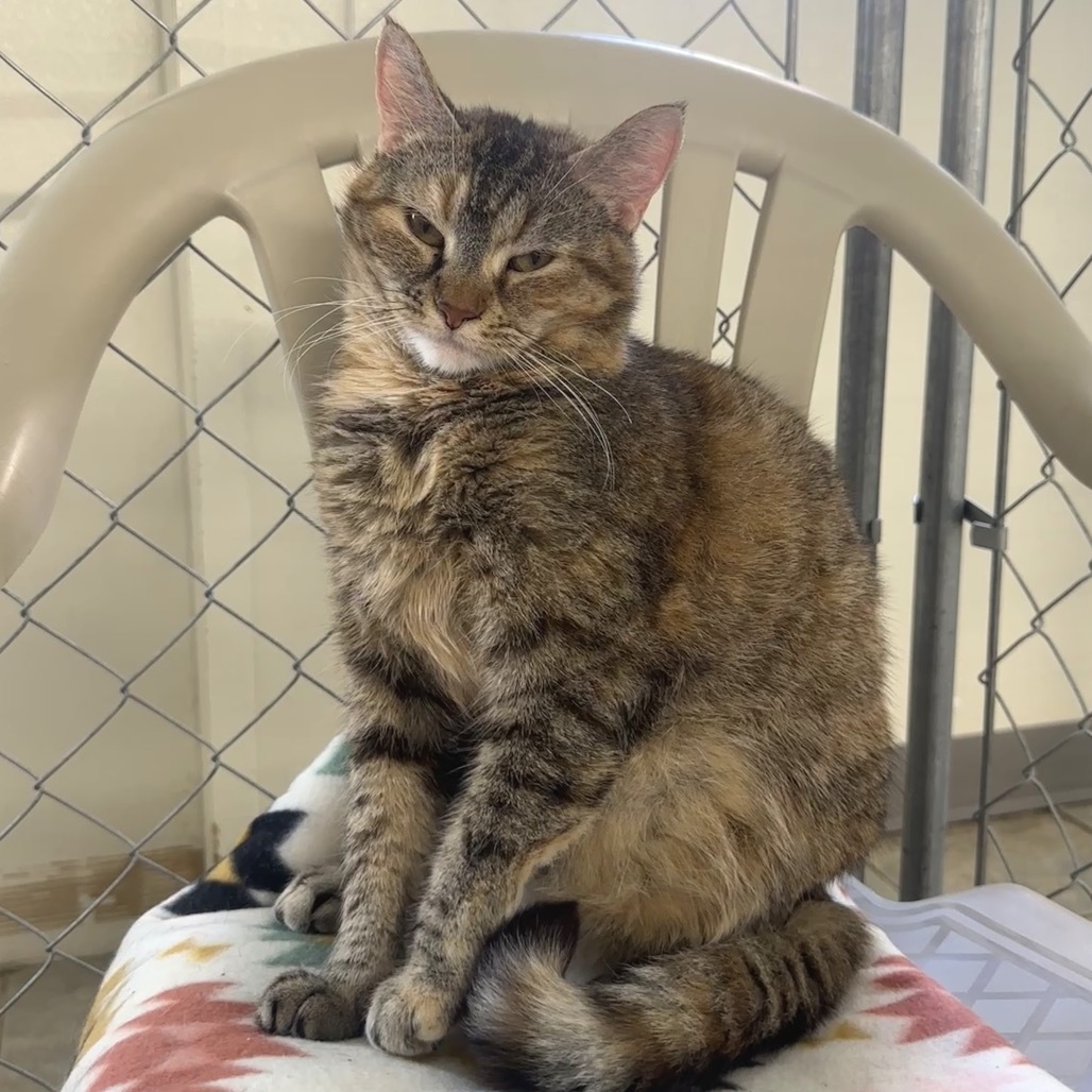 Dixie (Ithaca PetSmart)