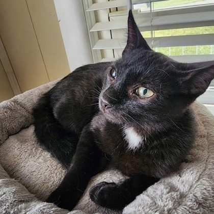 Reebok (Horseheads PetSmart)