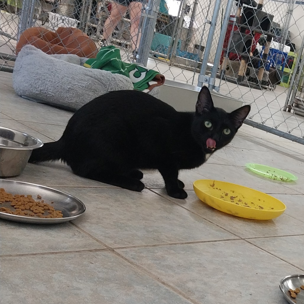 Reebok (Horseheads PetSmart)