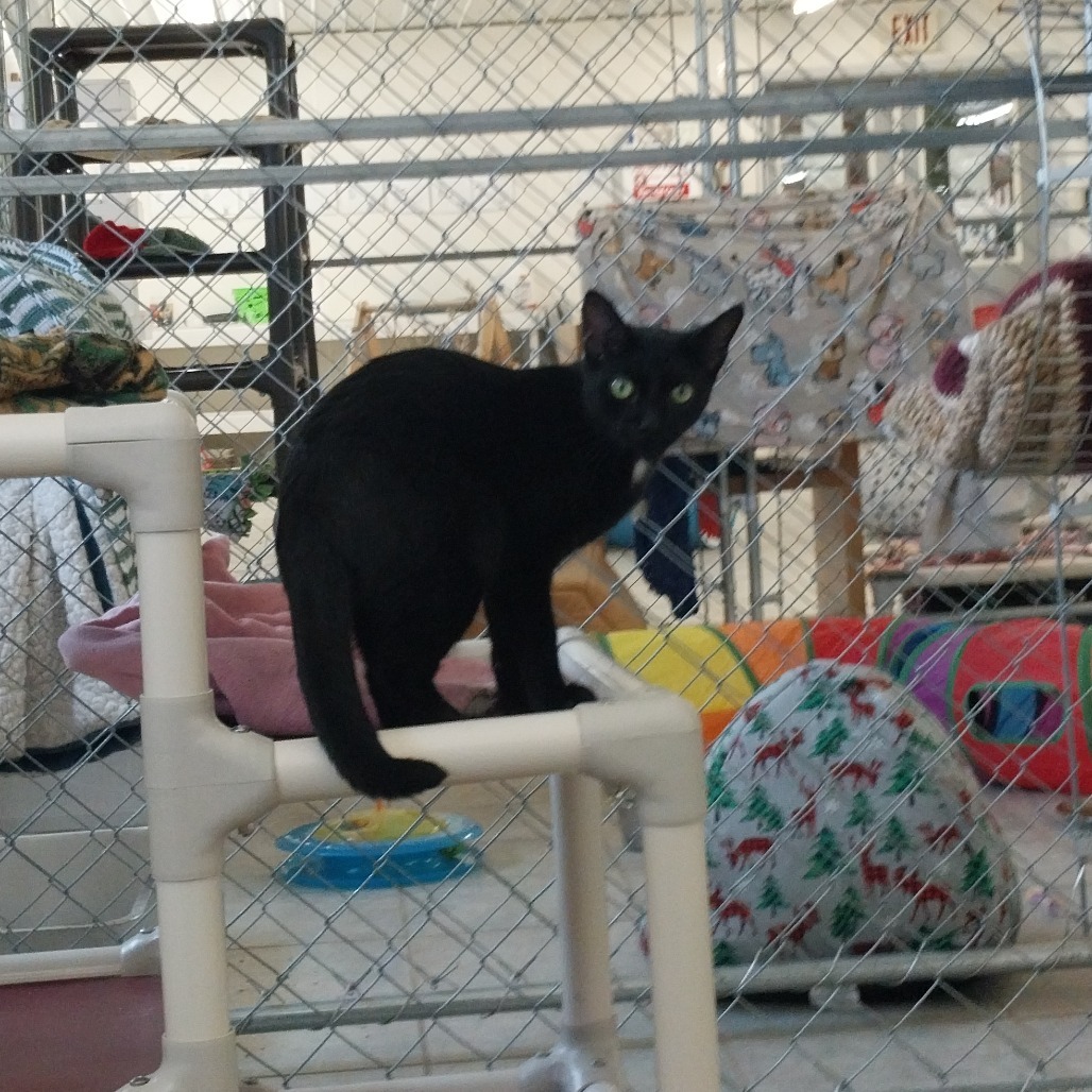 Reebok (Horseheads PetSmart)
