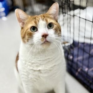 Joey, Senior Male unknown
