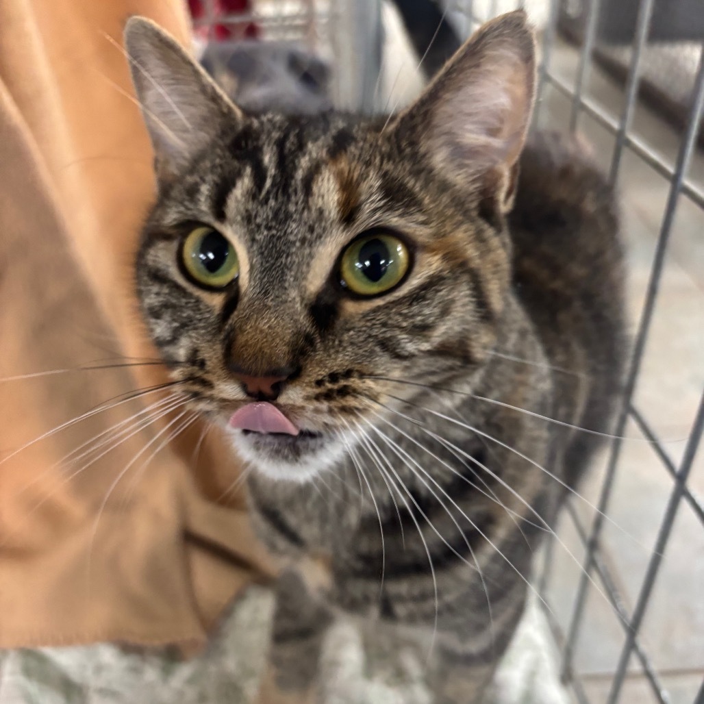 Marigold (Ithaca PetSmart)
