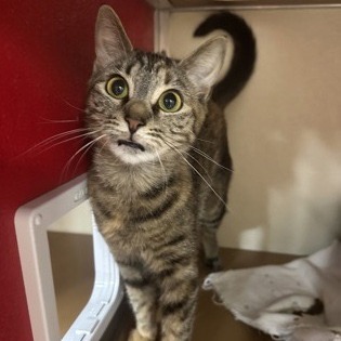Marigold (Ithaca PetSmart)