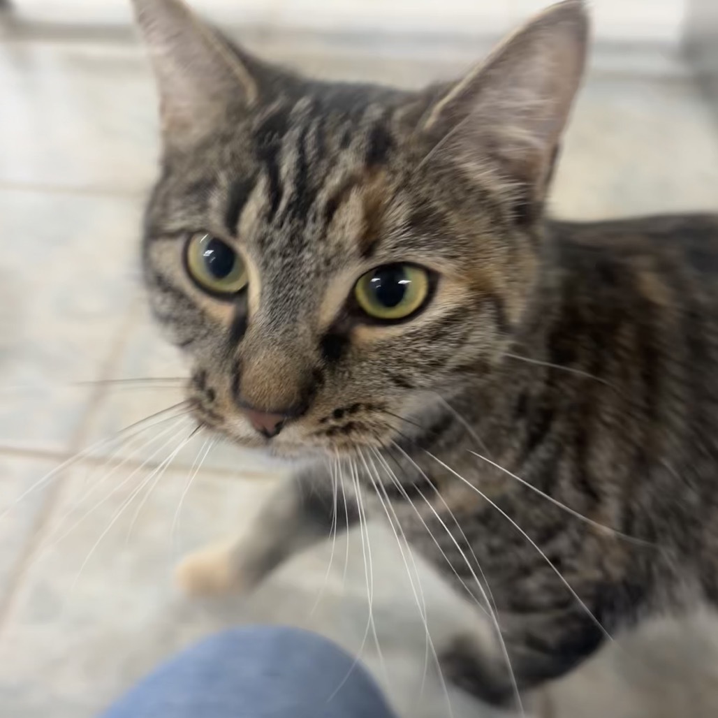 Marigold (Ithaca PetSmart)