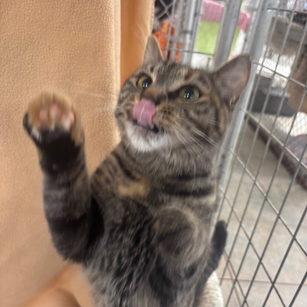 Marigold (Ithaca PetSmart)