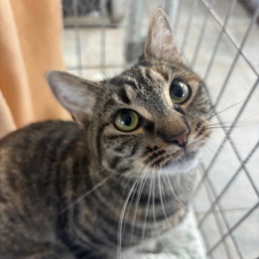 Marigold (Ithaca PetSmart)