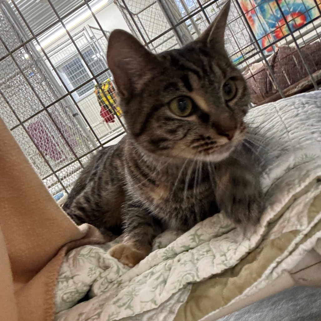 Marigold (Ithaca PetSmart)