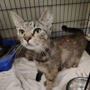 Hazel, Young Female unknown