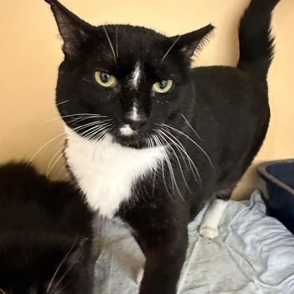 Ronaldo (Vestal PetSmart)