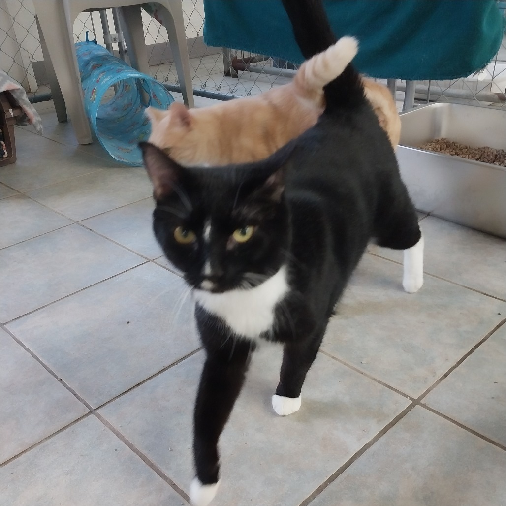Ronaldo (Vestal PetSmart)
