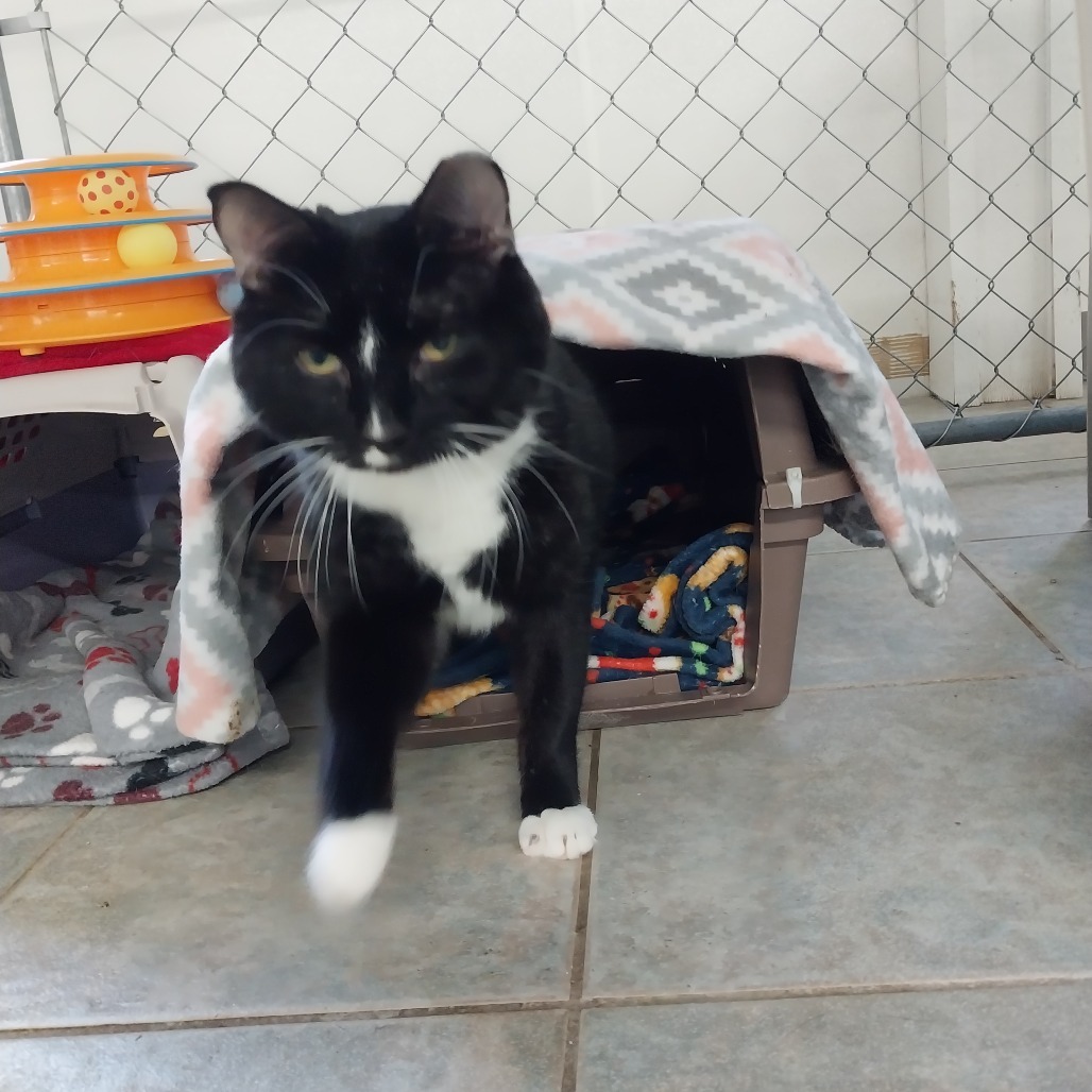 Ronaldo (Vestal PetSmart)