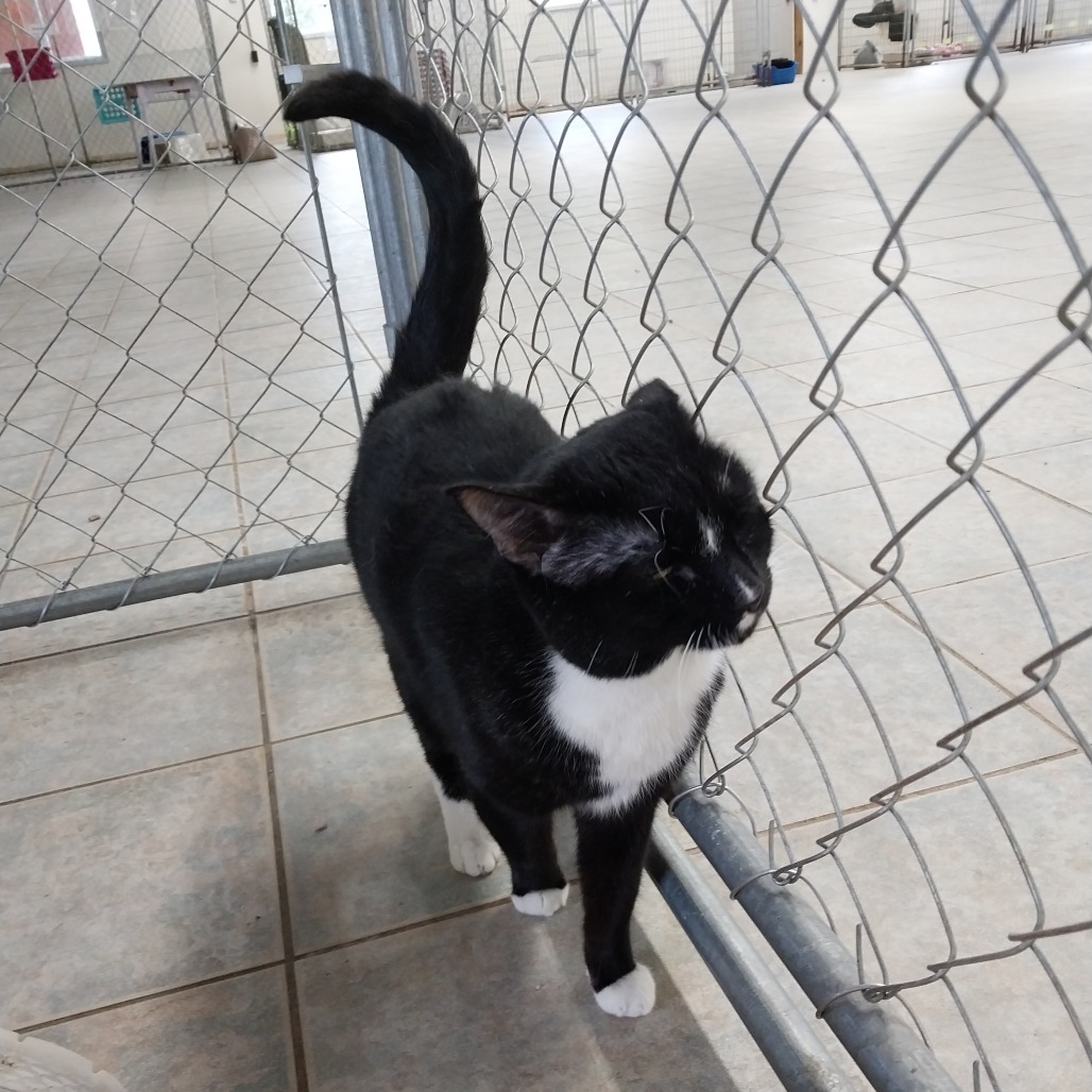 Ronaldo (Vestal PetSmart)