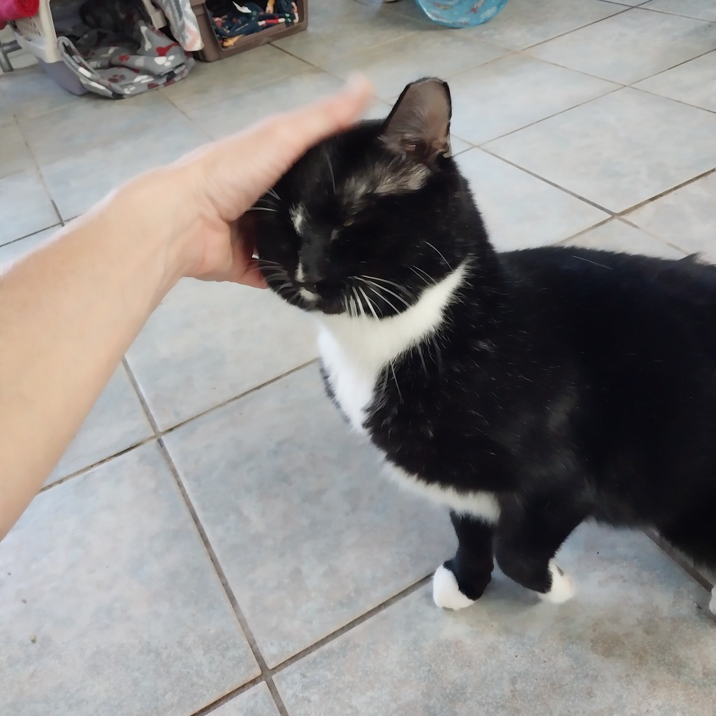 Ronaldo (Vestal PetSmart)