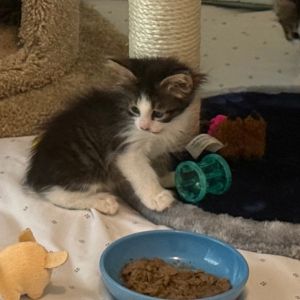 Sassy Frass A25-115, Baby Female unknown
