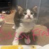 Sassy Frass A25-115 photo 2