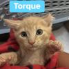 Torque photo 1