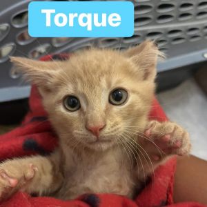 Torque, Baby Male unknown