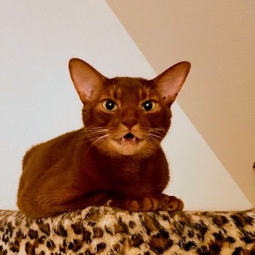 Horus Elvis
