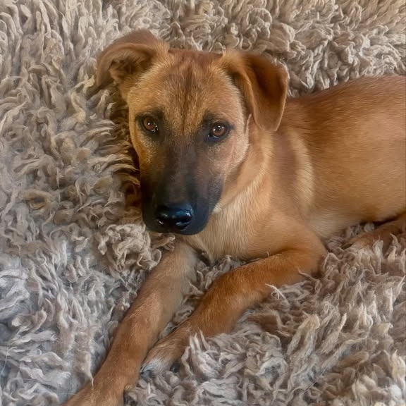 Logan - sweetest, shy baby. Loves dogs! Adopt $75!