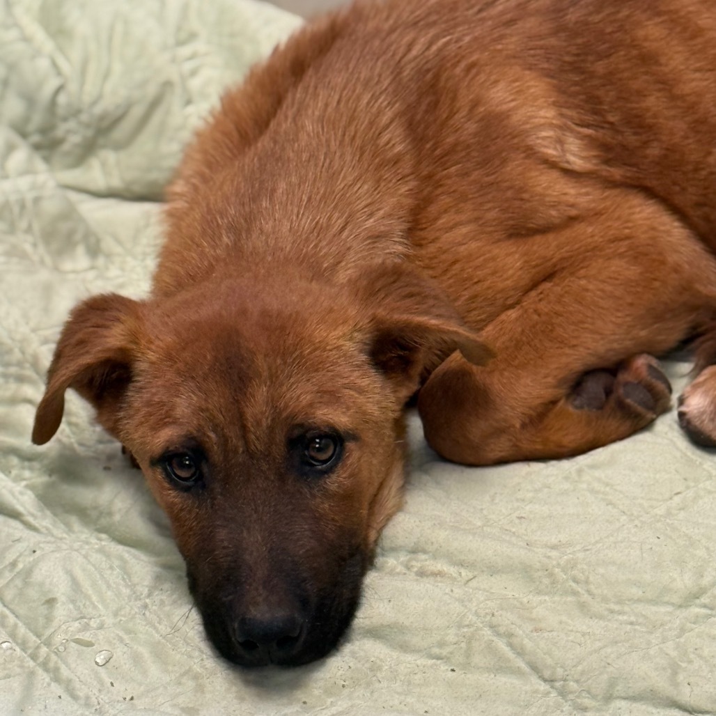 Logan - sweetest, shy baby. Loves dogs! Adopt $75!