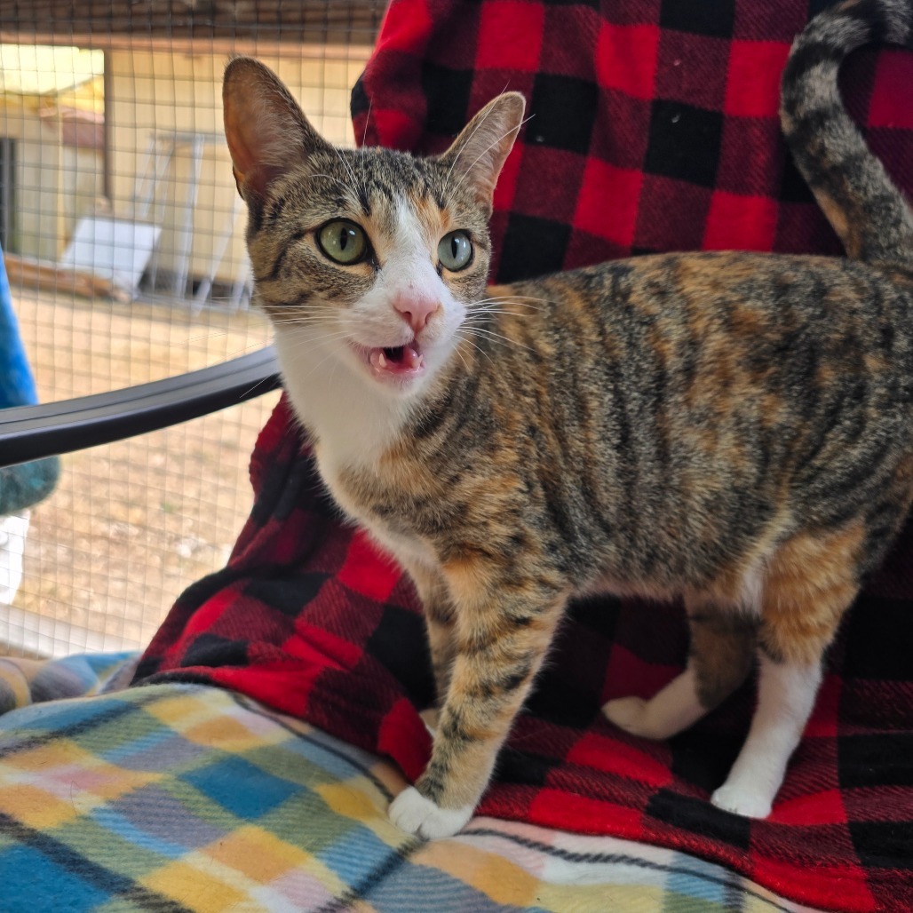 Gypsy, an adoptable Domestic Short Hair in Fort Bragg, CA, 95437 | Photo Image 1