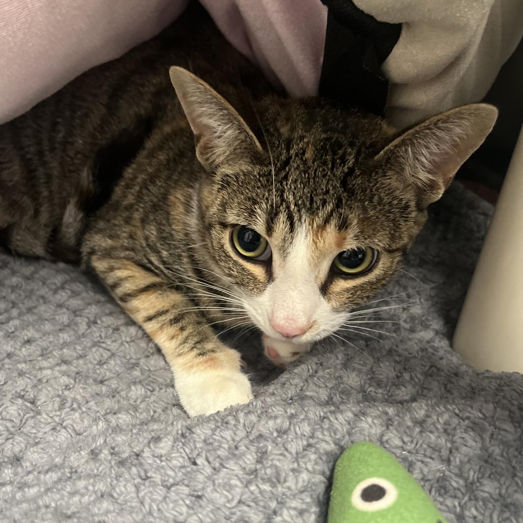 Gypsy, an adoptable Domestic Short Hair in Fort Bragg, CA, 95437 | Photo Image 2