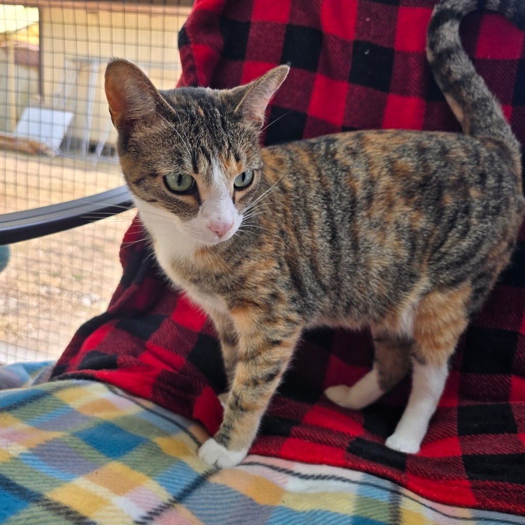 Gypsy, an adoptable Domestic Short Hair in Fort Bragg, CA, 95437 | Photo Image 3