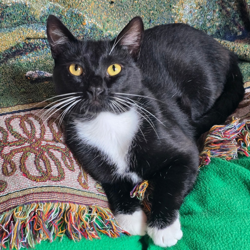Billy, an adoptable Domestic Short Hair in Fort Bragg, CA, 95437 | Photo Image 1