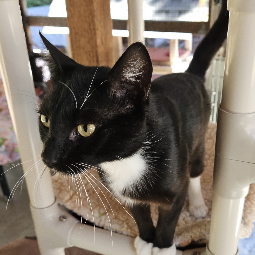 Billy, an adoptable Domestic Short Hair in Fort Bragg, CA, 95437 | Photo Image 2