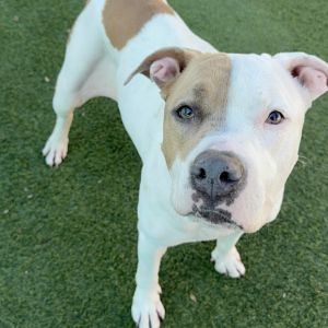 Brenda A2157752 Pit Bull Terrier Dog