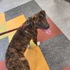Bartholomew photo 2