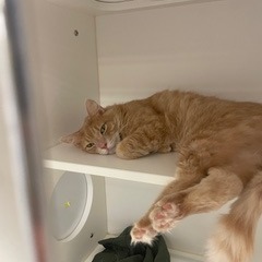 Maz, Adult Male unknown