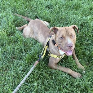 Chance, Adult Male unknown