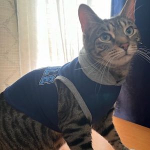 Pharaoh Domestic Short Hair Cat