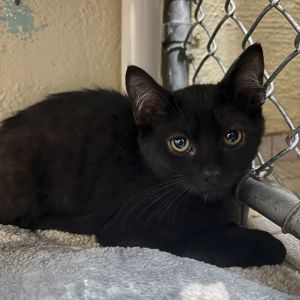 Sprinkle Domestic Short Hair Cat