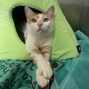 Prudence Domestic Short Hair Cat