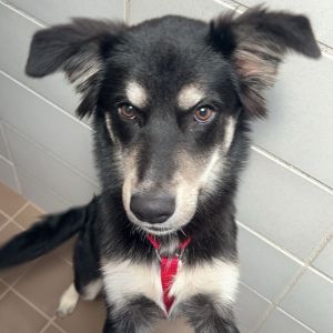 Kell Mixed Breed Dog